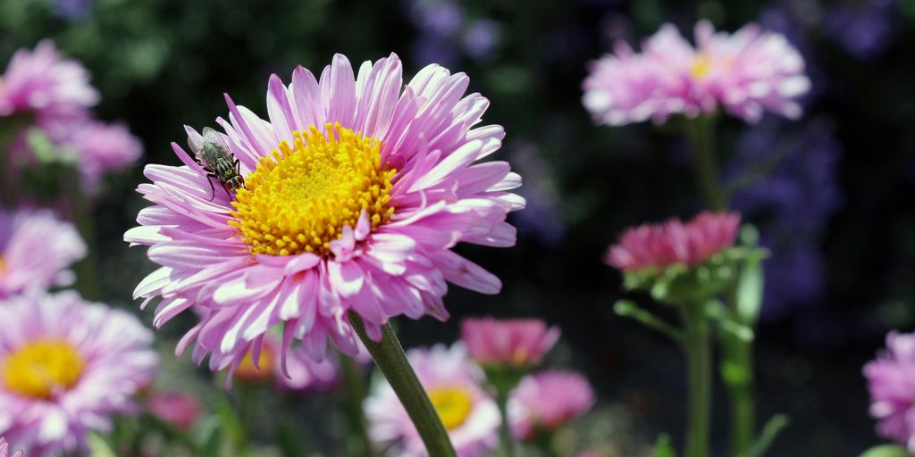 low-maintenance flowers in a garden